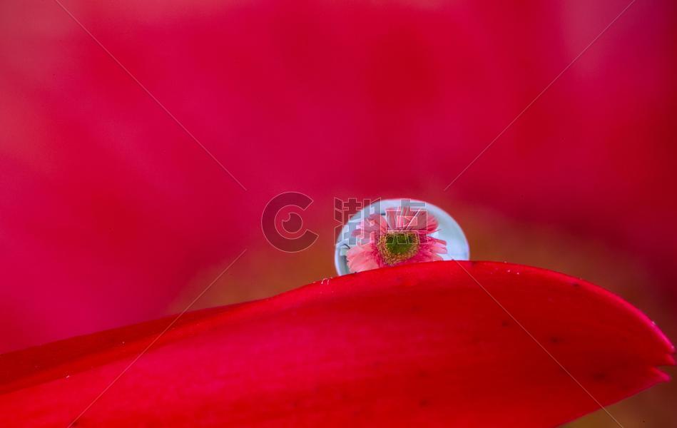 水珠里的红色花朵倒影图片素材免费下载