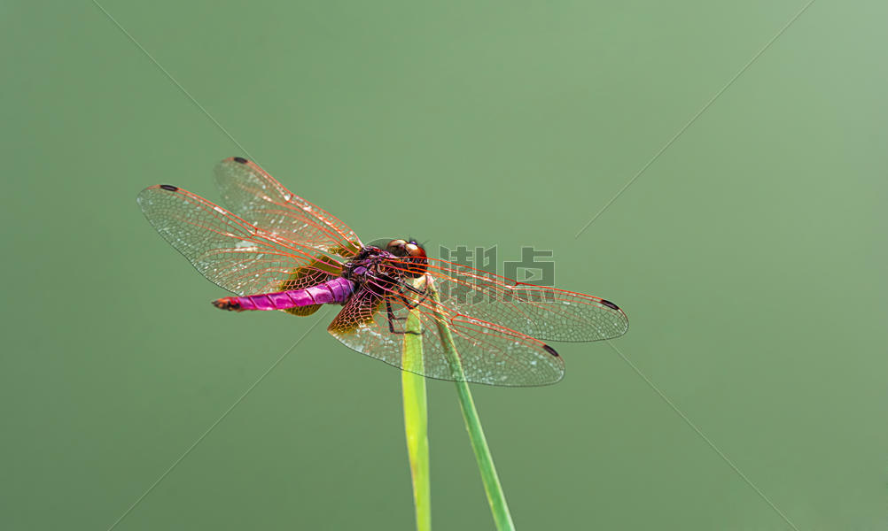 池塘边的红蜻蜓图片素材免费下载