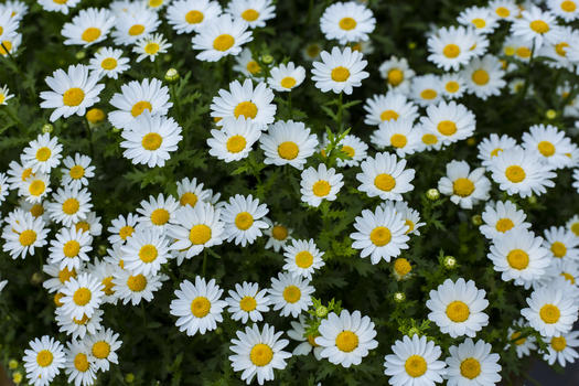 白色的野菊花图片素材免费下载