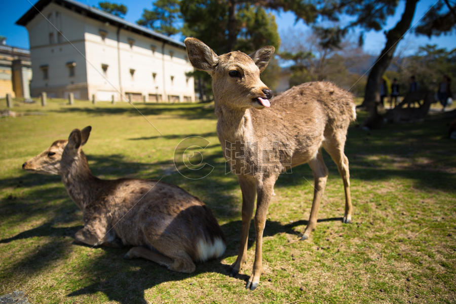 京都奈良的小鹿图片素材免费下载