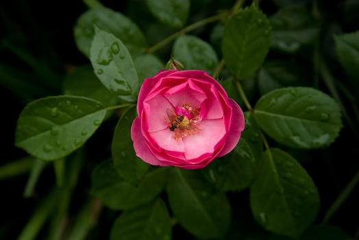 花与蜜蜂图片素材免费下载