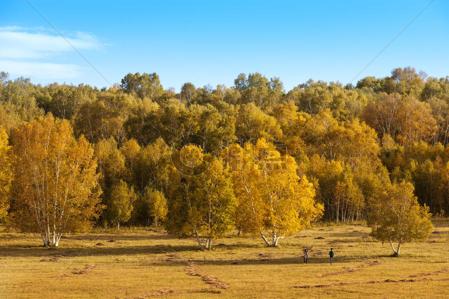 秋天的白桦林图片素材免费下载