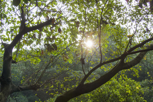 森林阳光图片素材免费下载