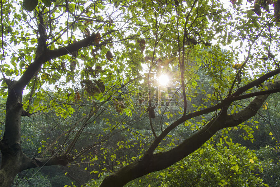 森林阳光图片素材免费下载
