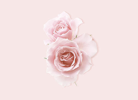 粉玫瑰图片素材免费下载