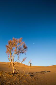 沙漠里的枯树图片素材免费下载
