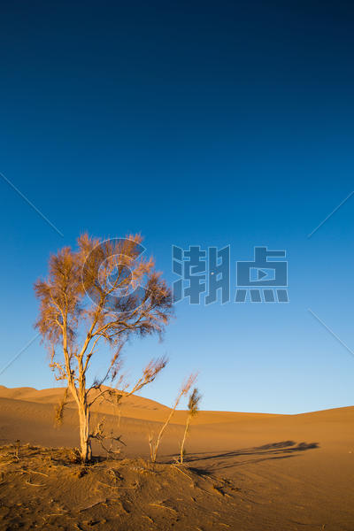 沙漠里的枯树图片素材免费下载