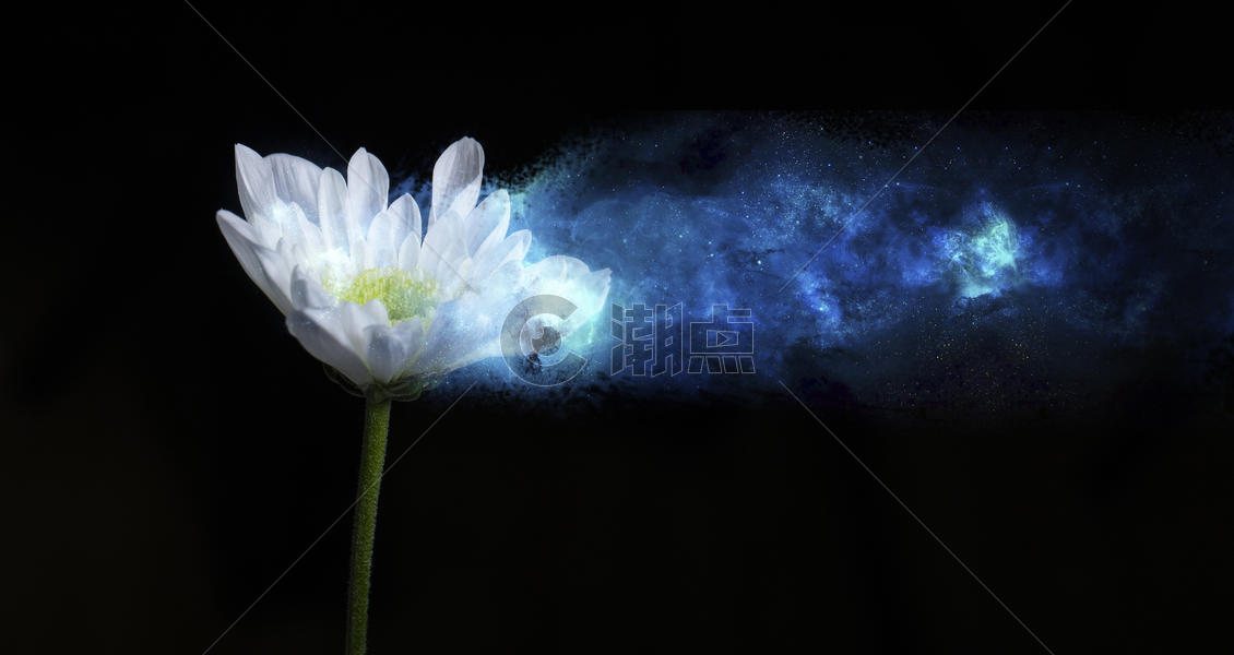 白色的菊花随风飘散化成星河图片素材免费下载