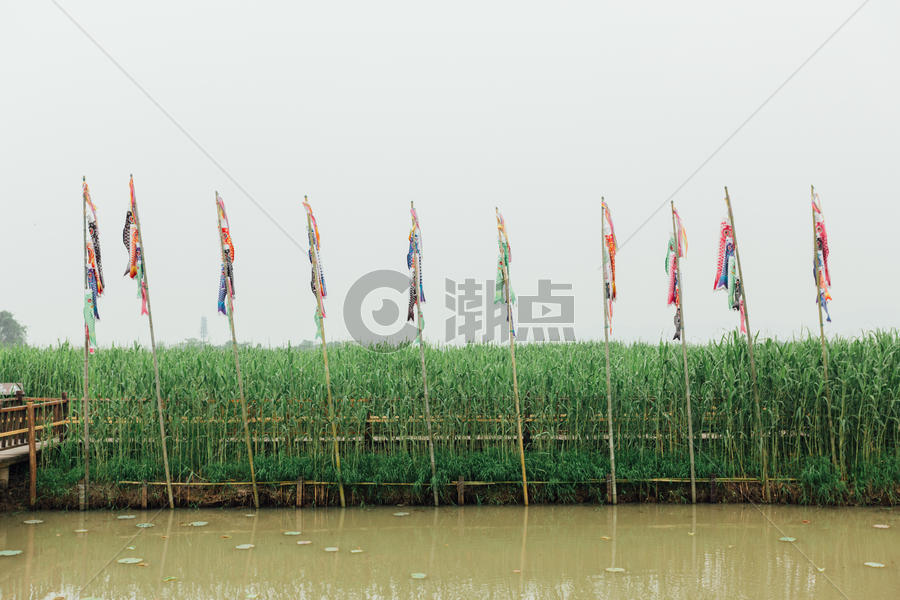 德清下渚湖湿地图片素材免费下载