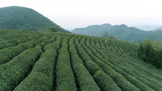 自然茶园茶叶采茶人图片素材免费下载