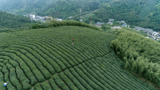 自然茶园茶叶采茶人图片素材免费下载