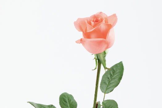 情人节淡黄色玫瑰鲜花背景图片素材免费下载