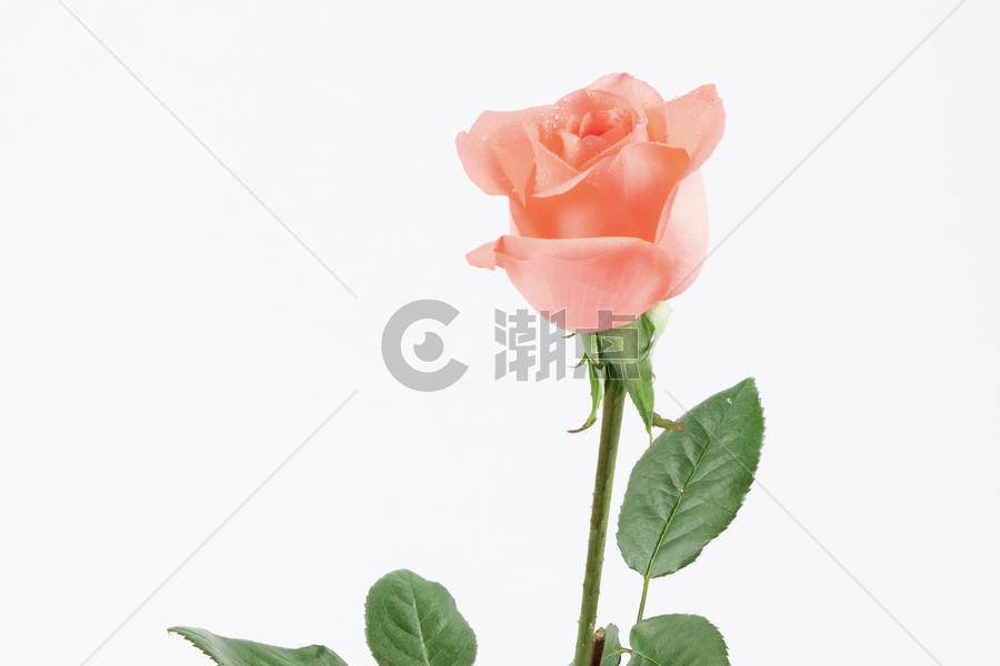 情人节淡黄色玫瑰鲜花背景图片素材免费下载