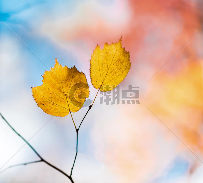 秋天枫树枫叶图片素材免费下载