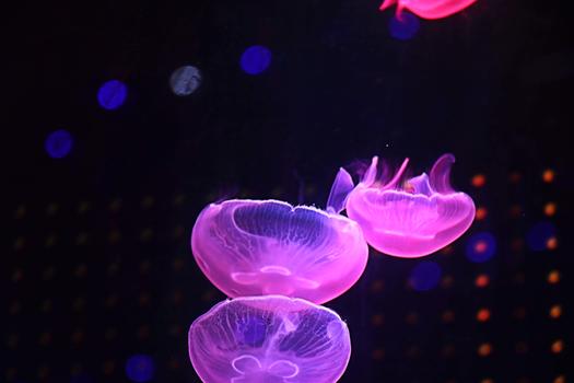 水母海洋生物图片素材免费下载