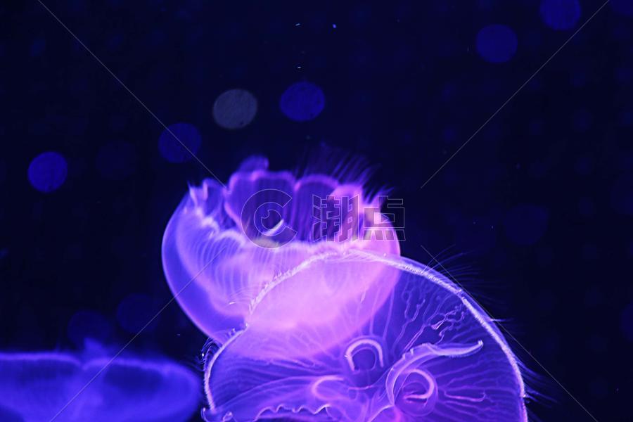 水母  海洋生物图片素材免费下载