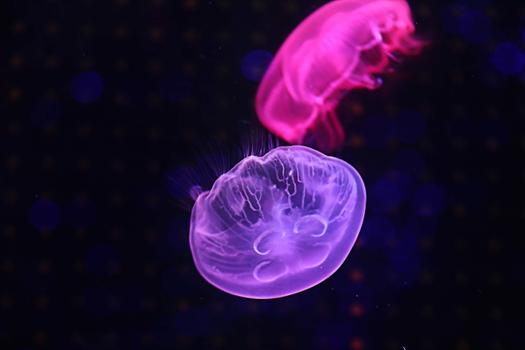 水母海洋生物图片素材免费下载