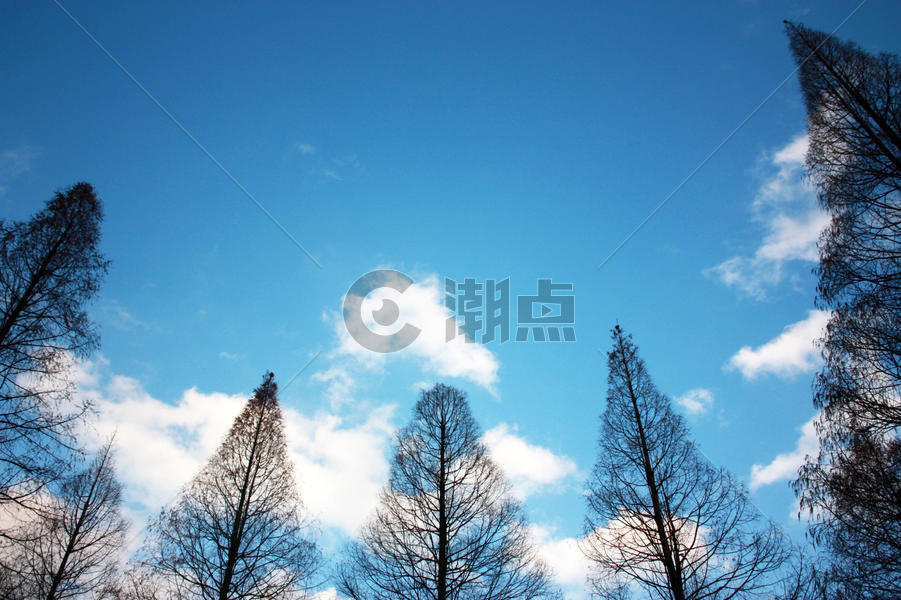 蓝天白云下的杉树图片素材免费下载