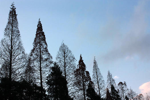 蓝天下的杉树图片素材免费下载