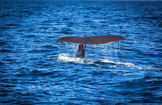 新西兰凯库拉观鲸图片素材免费下载