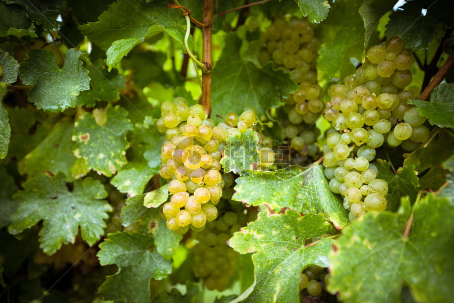 新西兰葡萄酒庄里的葡萄图片素材免费下载