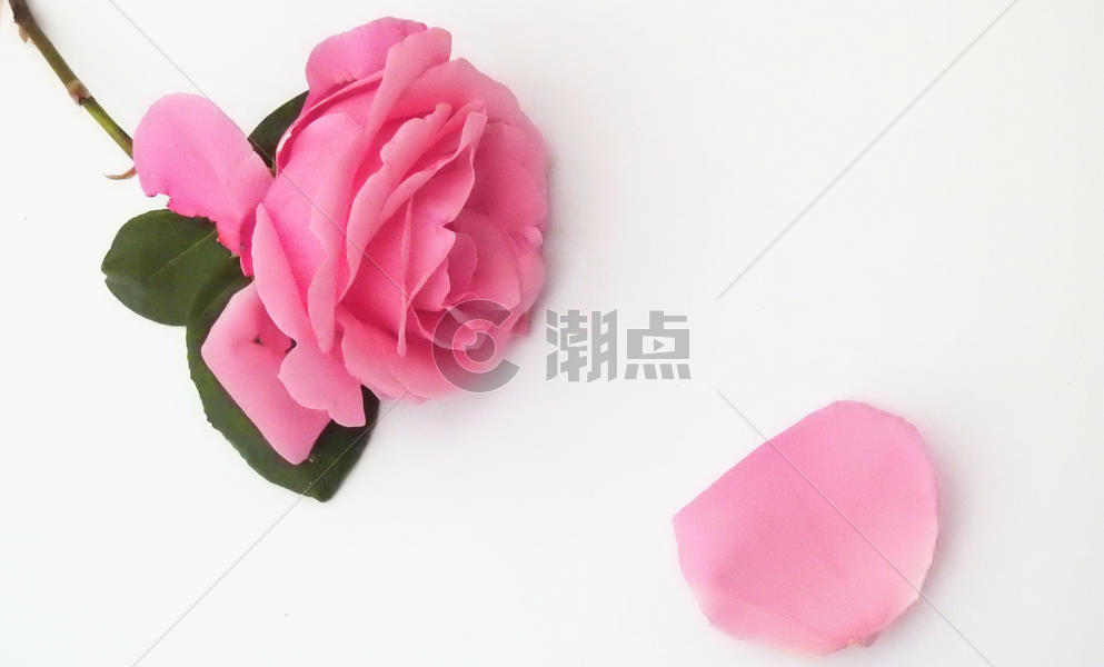 520粉色花朵与花瓣图片素材免费下载