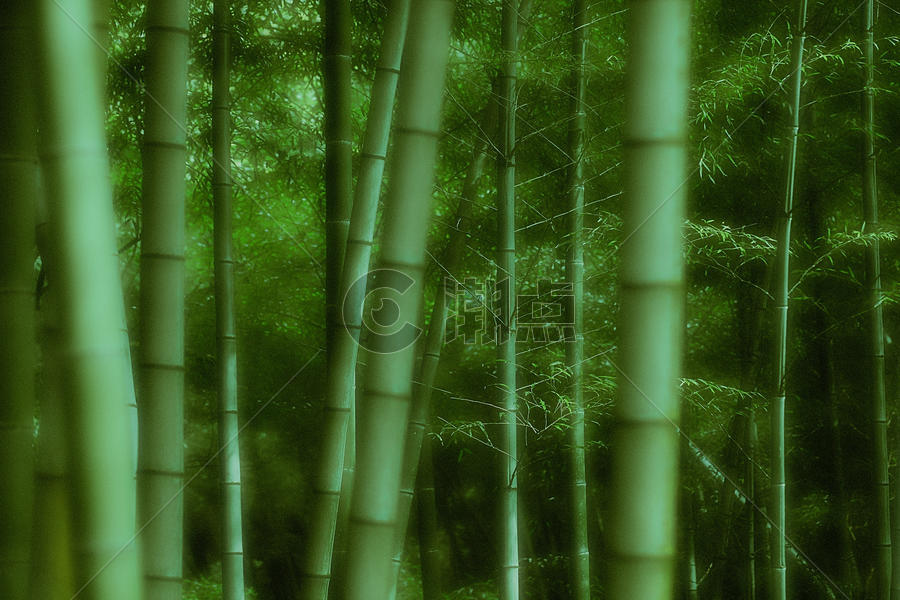 中国风的竹子图片素材免费下载