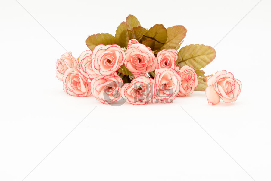 粉色玫瑰花留白背景图片素材免费下载