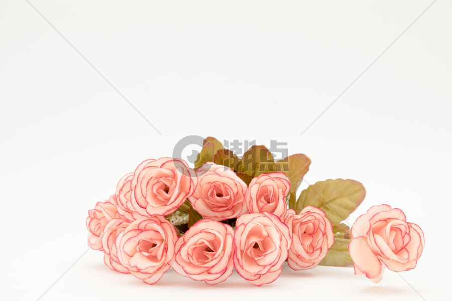 粉色玫瑰花留白背景图片素材免费下载