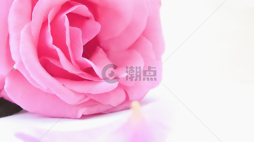 白色背景粉色玫瑰花特写图片素材免费下载
