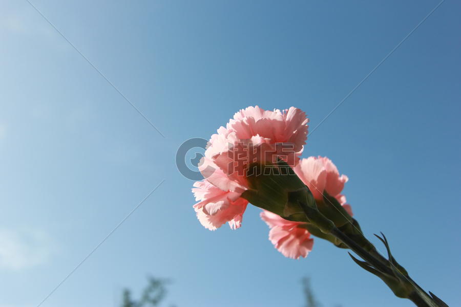 粉色的花康乃馨图片素材免费下载