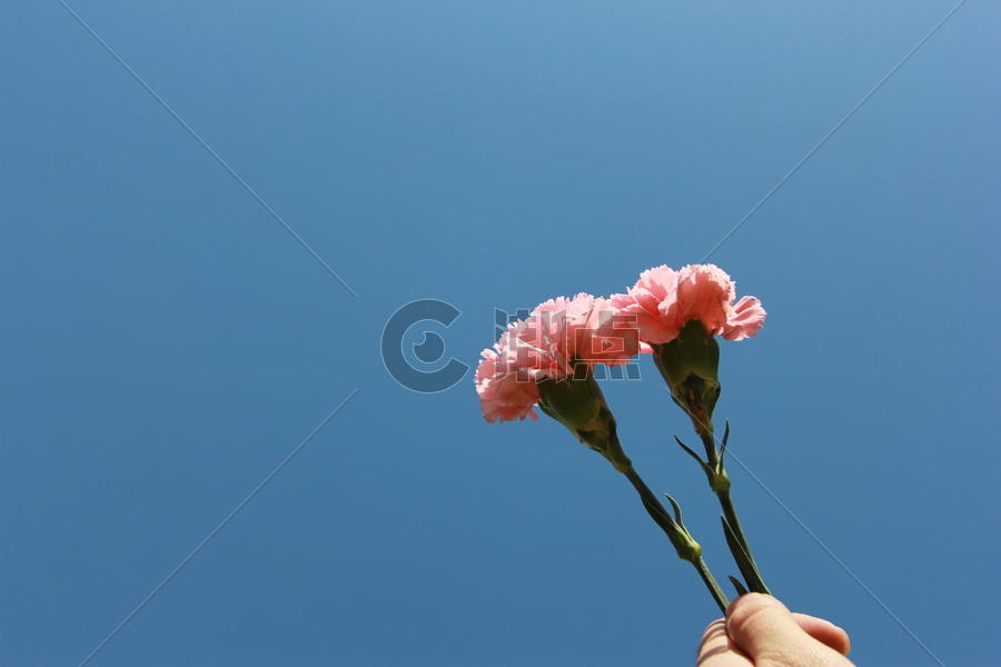 粉色的花康乃馨图片素材免费下载