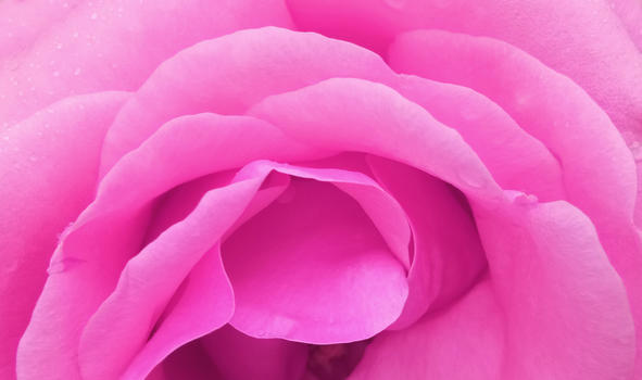 玫红色月季玫瑰花瓣特写图片素材免费下载