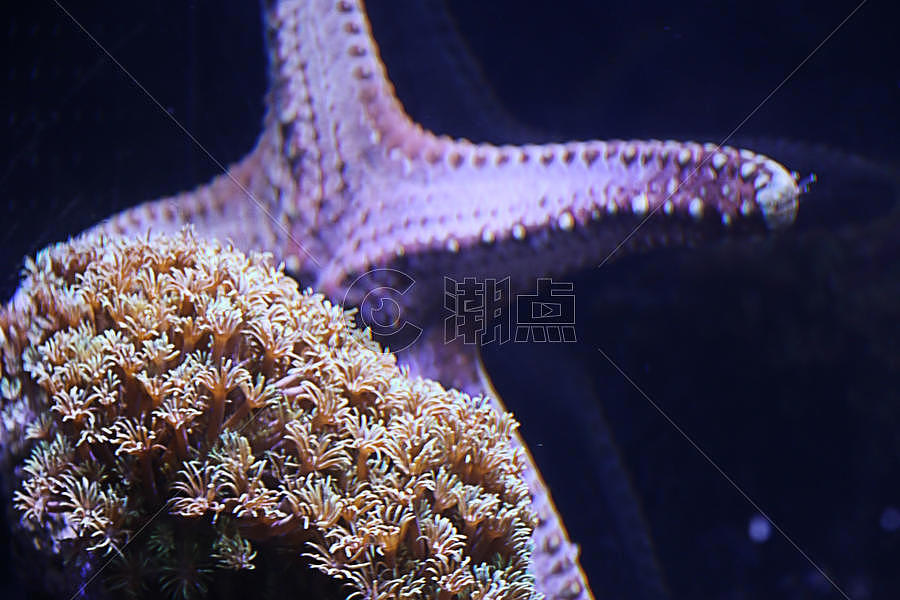 海底世界 海星 海马图片素材免费下载