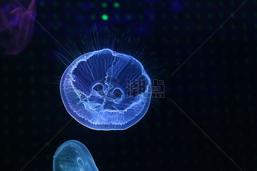 水母  海洋生物图片素材免费下载