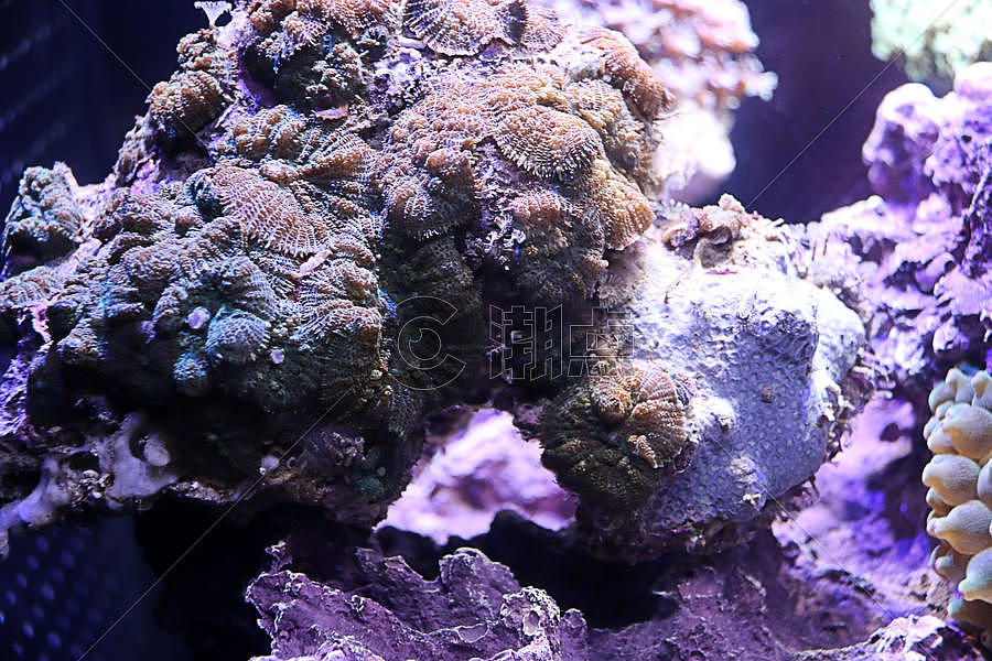 海底世界 海星 海马图片素材免费下载