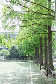 校园大学足球场草地绿的图片素材免费下载