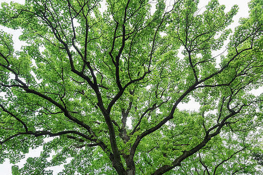 充满生命力枝繁叶茂的大树图片素材免费下载