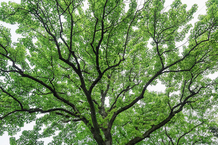 充满生命力枝繁叶茂的大树图片素材免费下载