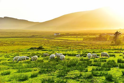 英国天空岛草原黄昏绵羊图片素材免费下载