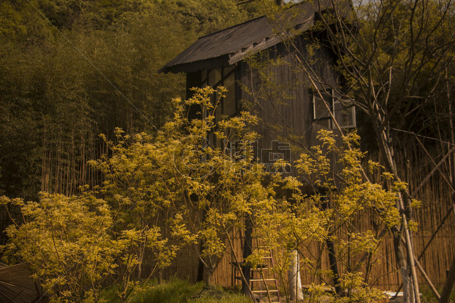 暖黄色的林中小楼图片素材免费下载