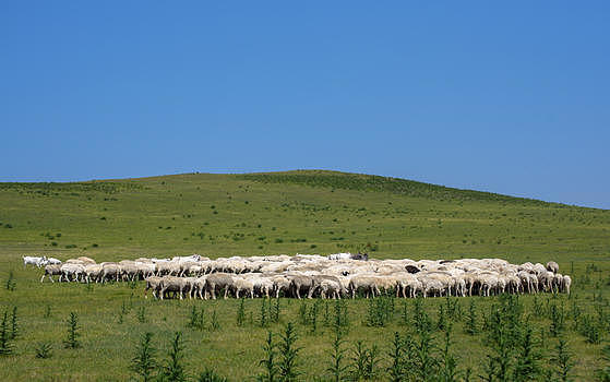 草原的羊群图片素材免费下载