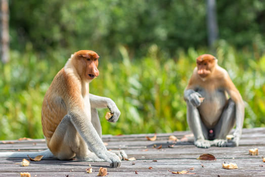 马来西亚长鼻猴图片素材免费下载