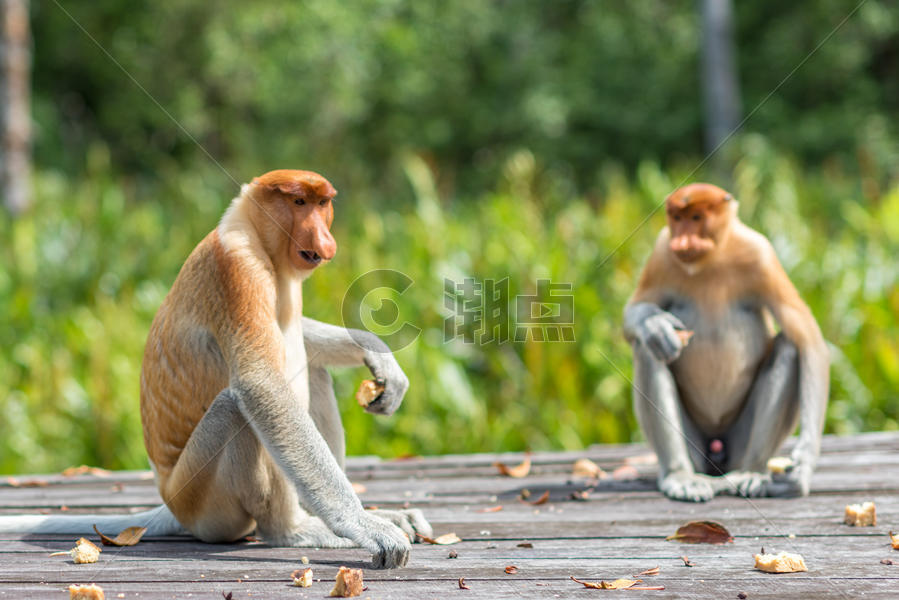 马来西亚长鼻猴图片素材免费下载