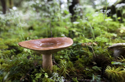雨中蘑菇图片素材免费下载
