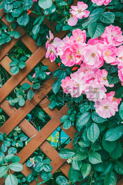 盛开的蔷薇花图片素材免费下载