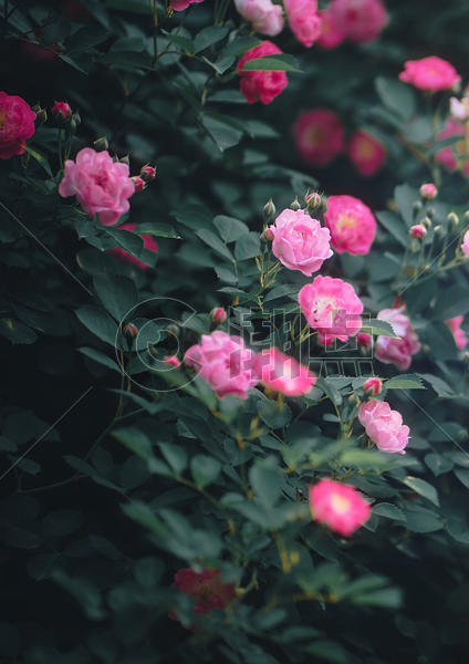 盛开的蔷薇花图片素材免费下载