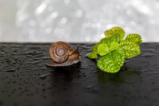 蜗牛与植物图片素材免费下载