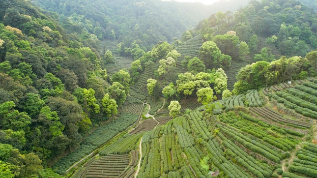 航拍梅家坞绿色茶园图片素材免费下载