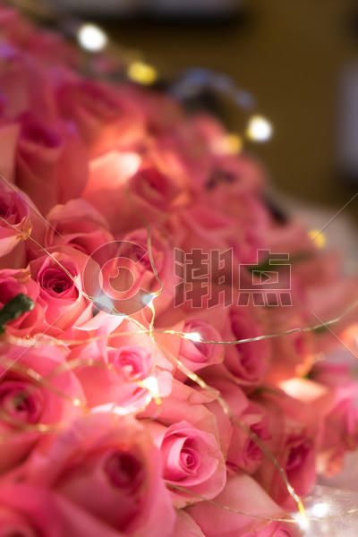 浪漫的玫瑰图片素材免费下载